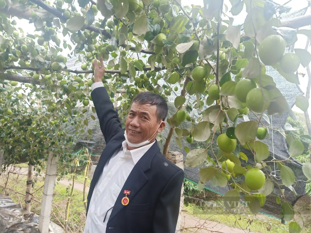 Trồng thứ cây ngửa mặt lên là va vào quả, để dành bán Tết, nông dân Hải Dương thu trăm triệu ngon ơ