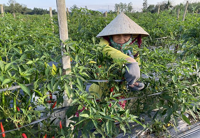 Trồng ớt Đông Xuân, nhà nông Bình Định trúng giá 