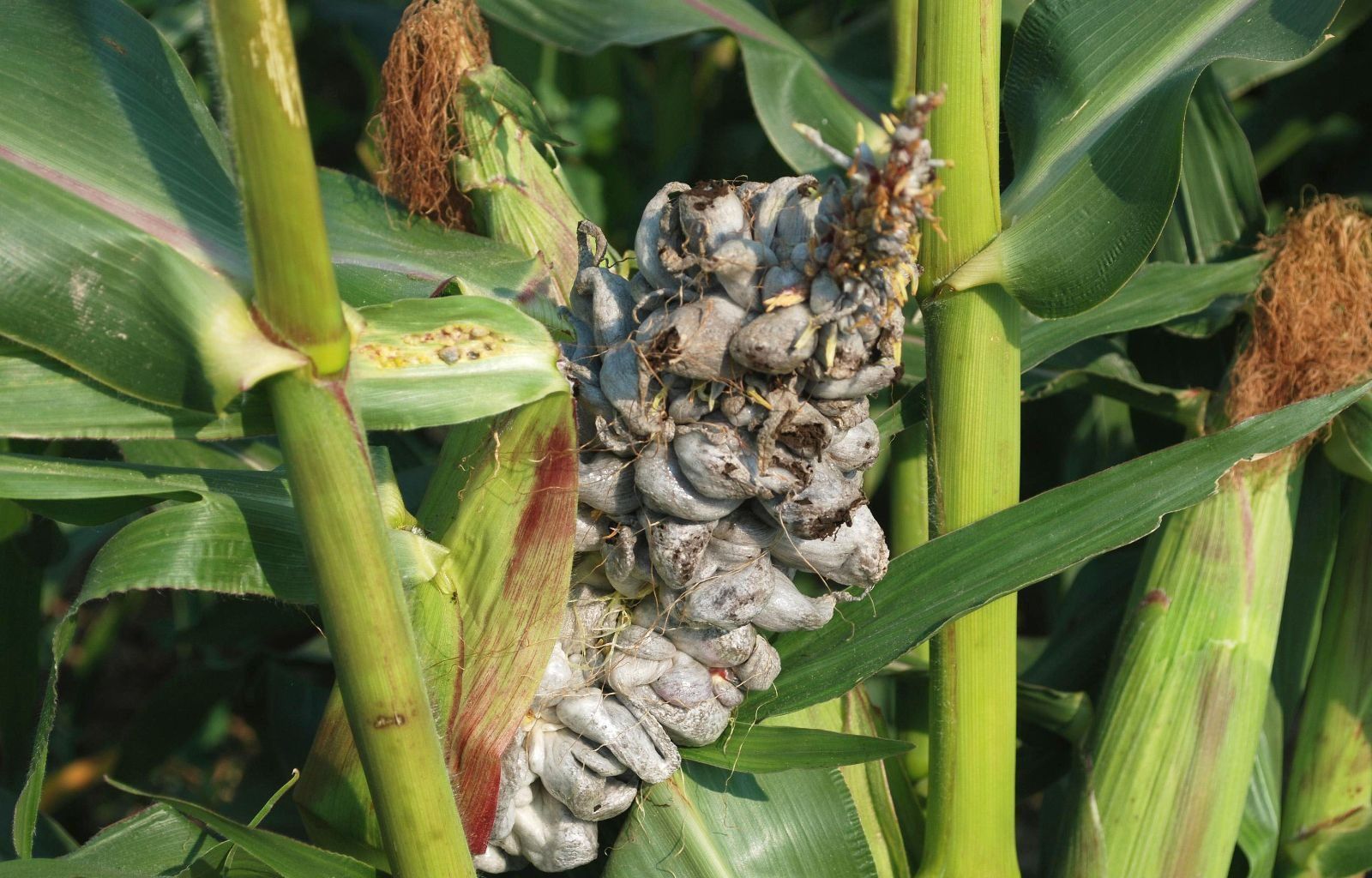 Bệnh phấn đen bắp