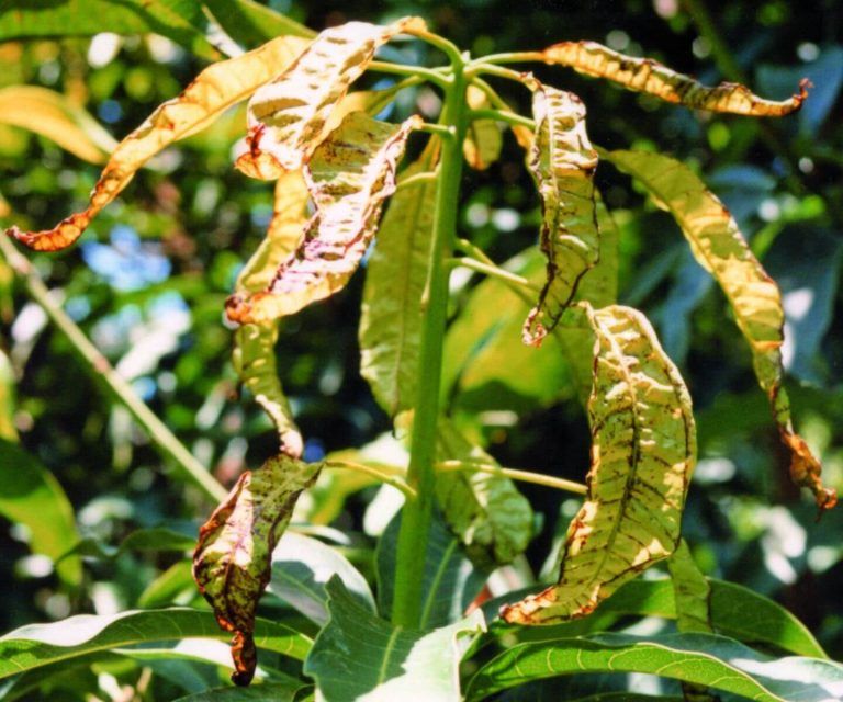 Bệnh cháy lá xoài