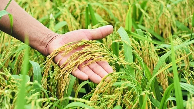 Giá lúa gạo hôm nay 23/5/2026: Giá gạo xuất khẩu tăng nhẹ