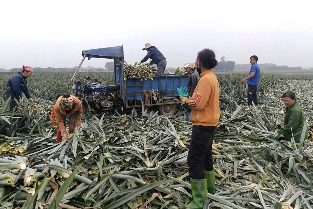 Biến lá dứa thành tiền