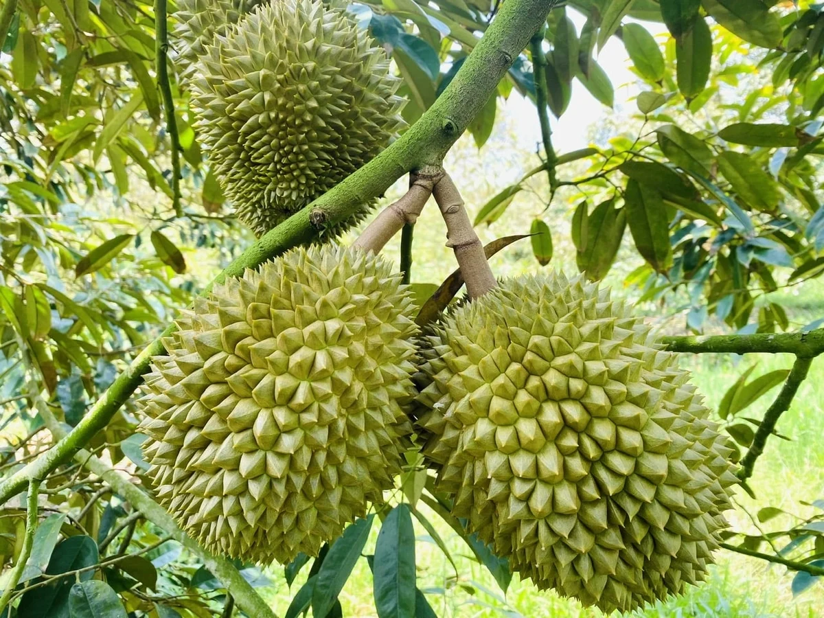 Giải pháp đột phá để thúc đẩy xuất khẩu nông sản sang Ấn Độ