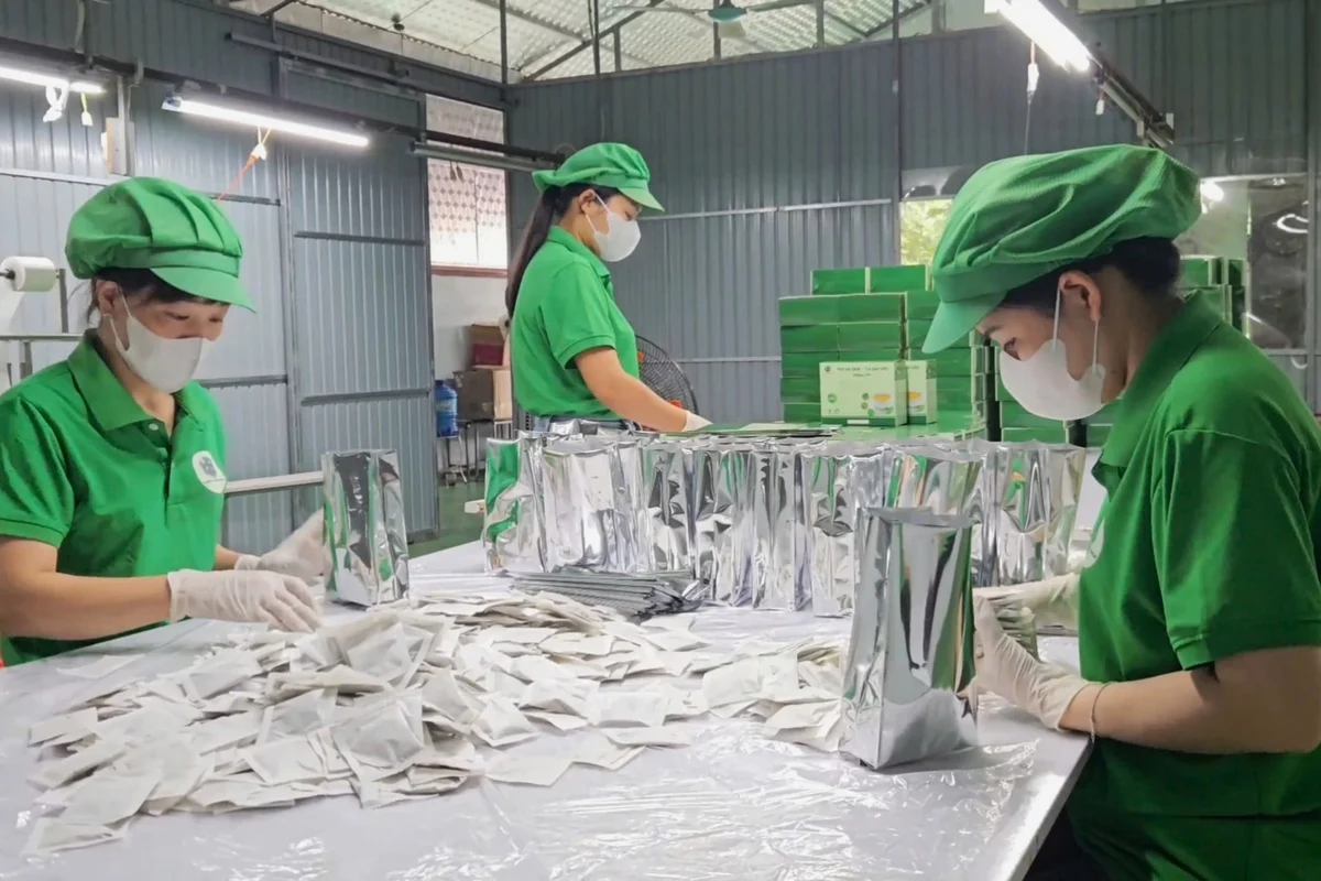 Cô gái Mường và khát vọng nâng tầm cây dược liệu