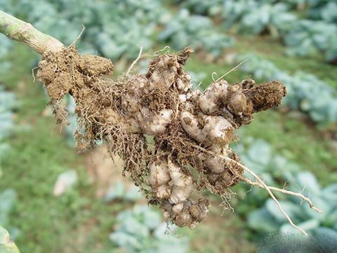 SƯNG RỄ BẮP CẢI - Cabbage club root