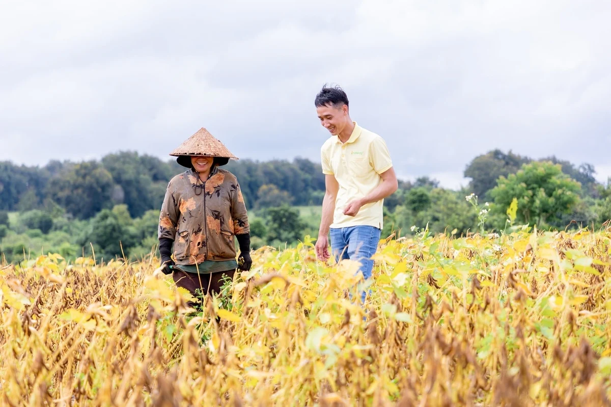 Công nghệ mở đường ‘hồi sinh’ cây đậu nành Việt