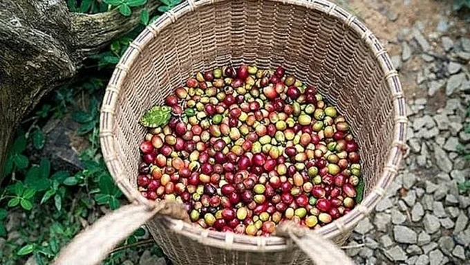 Giá cà phê hôm nay 13/6/2026: Tiếp tục tăng mạnh