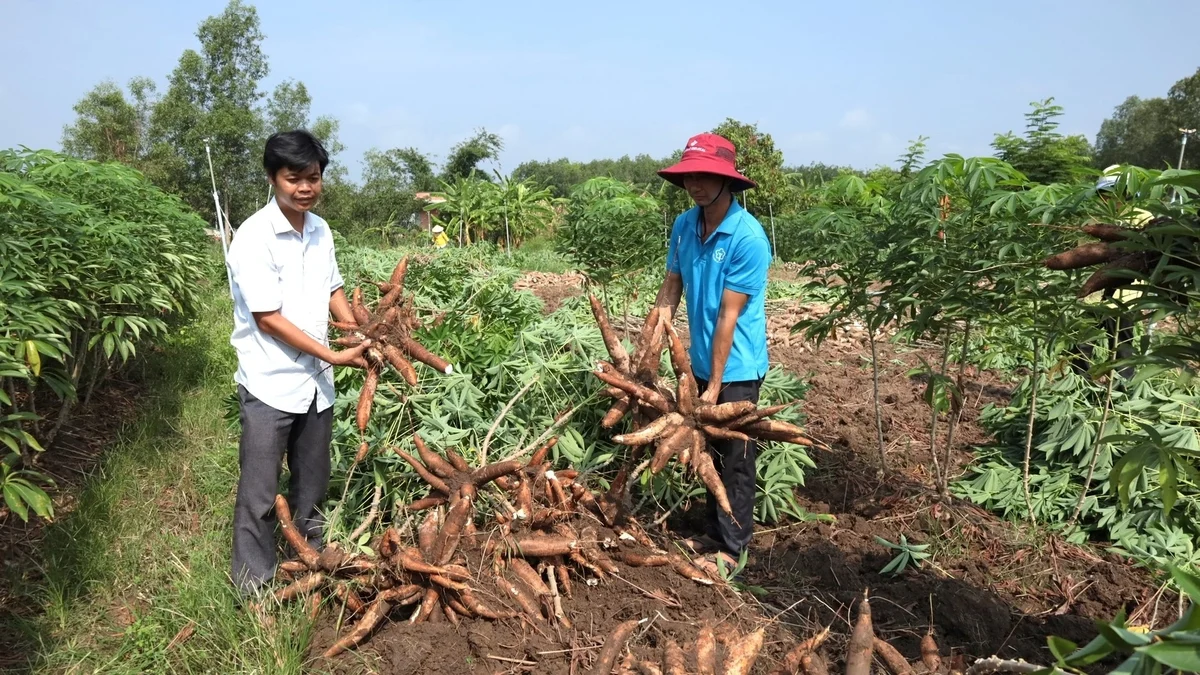 Ngành sắn vượt thách thức: [Bài 3] Triển vọng giống sắn HL-RS15