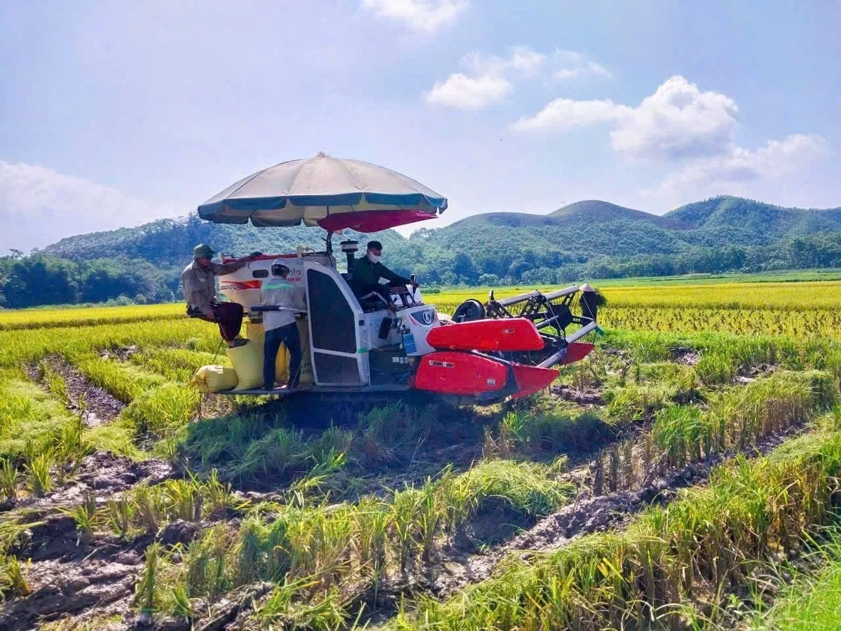 Tẻ nương Hà Giang ruộm vàng đồng lớn