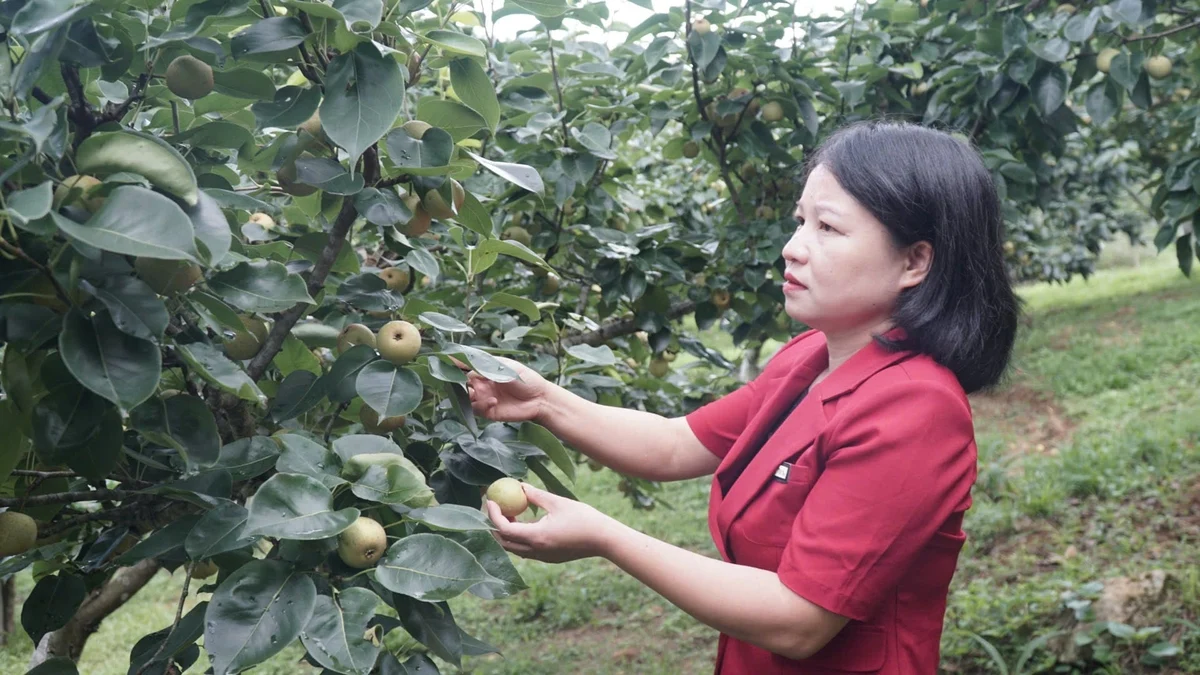 Cây lê 'leo đồi', mang no ấm về Tân Phong