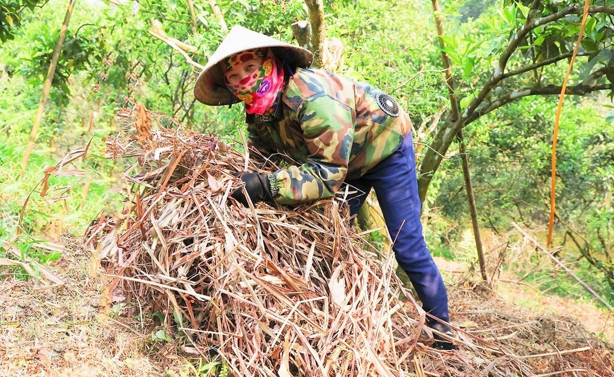 Chủ động công nghệ chống hạn, bảo vệ cho hàng nghìn ha cam