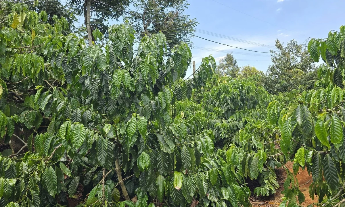 Khoa học công nghệ mở đường cho nông nghiệp giảm phát thải