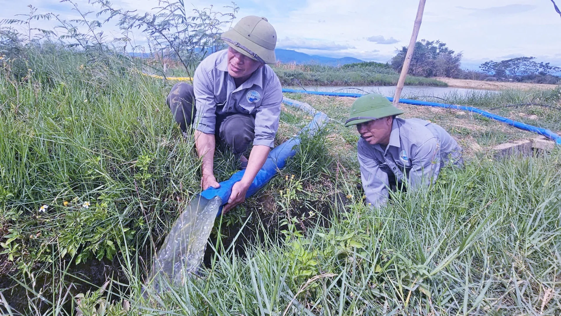 Ruộng nứt nẻ, lúa sắp chết khô