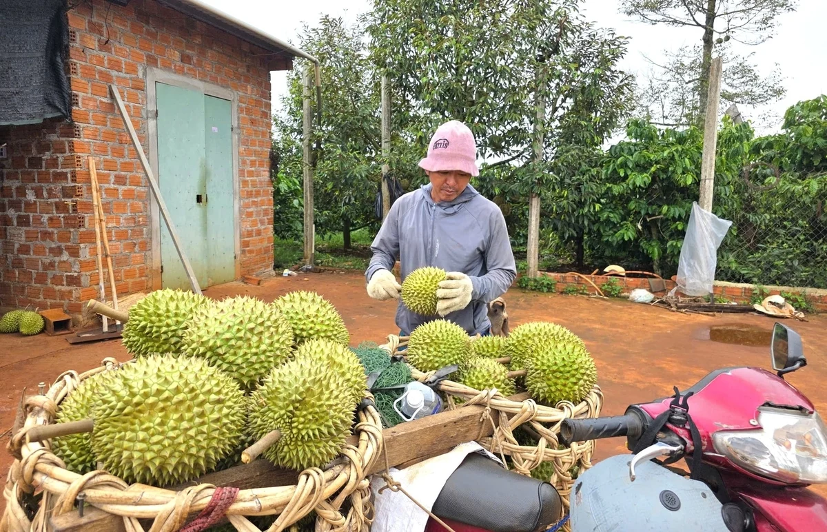 Mưu sinh Nghề gõ sầu riêng