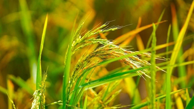 Giá lúa gạo hôm nay 22/7/2026: Thị trường nội địa lặng sóng