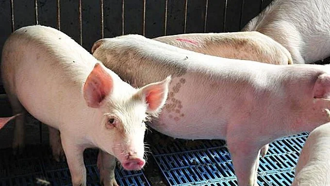 Giá heo hơi hôm nay 25/7/2026: Tiếp tục đà giảm nhẹ