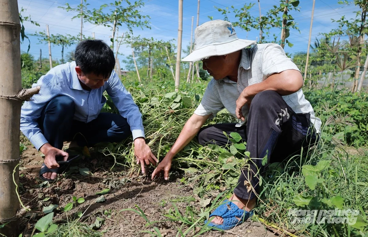 Trồng xen đậu đen cải tạo đất, nâng chất lượng vườn nho, táo