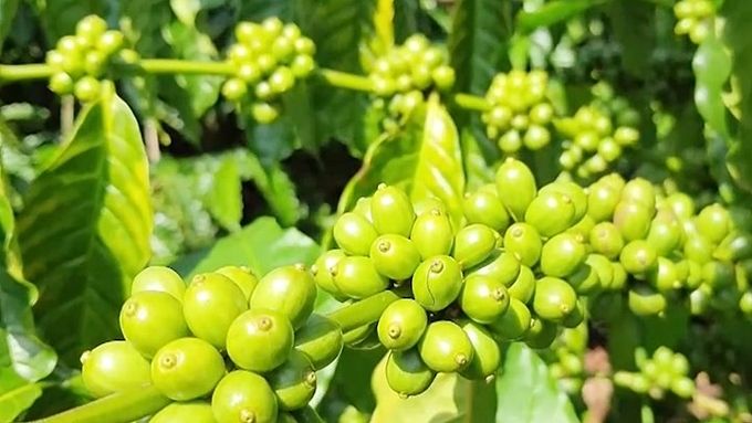 Giá cà phê hôm nay 26/7/2026: Thị trường tuần này đã giảm sâu