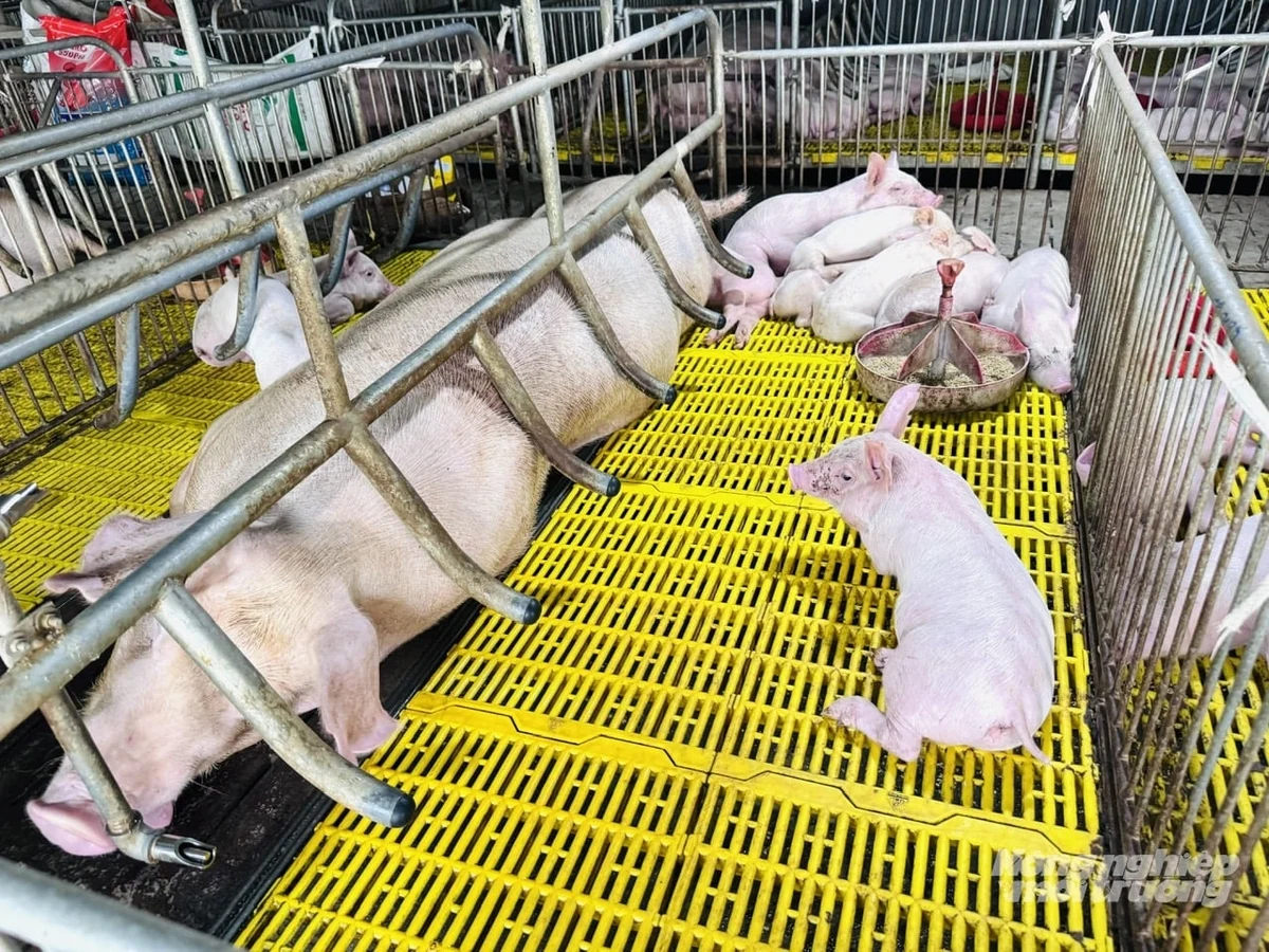 Lão nông 'bắt tay' cùng doanh nghiệp lớn nuôi heo công nghệ cao