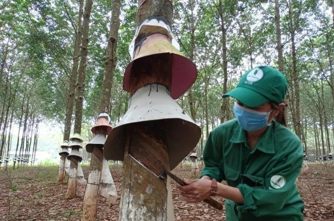 Giá cao su hôm nay 27/7/2026: Biến động trái chiều