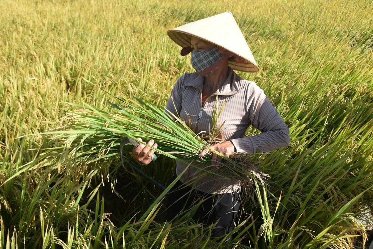 Năng suất lúa TBR85 vụ hè thu làm nức lòng nông dân