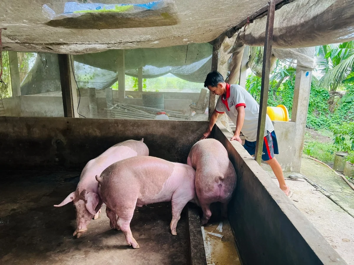 Cà Mau chủ động phòng, chống dịch bệnh trên vật nuôi