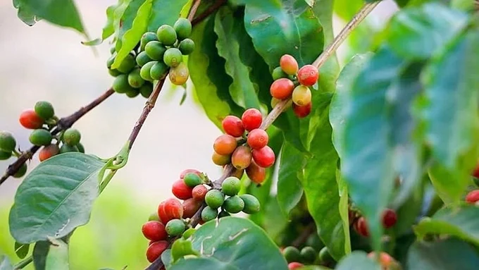 Giá cà phê hôm nay 29/7/2026: Nhích nhẹ 500-600 đồng