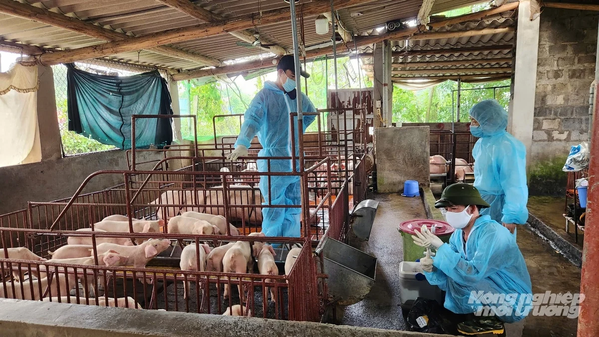 Chăn nuôi an toàn sinh học: Bắt đầu từ thay đổi tư duy phòng bệnh