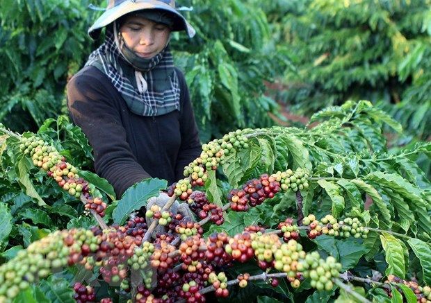 Trên 1.600 mã sản phẩm nông sản, thực phẩm xuất khẩu sang Trung Quốc