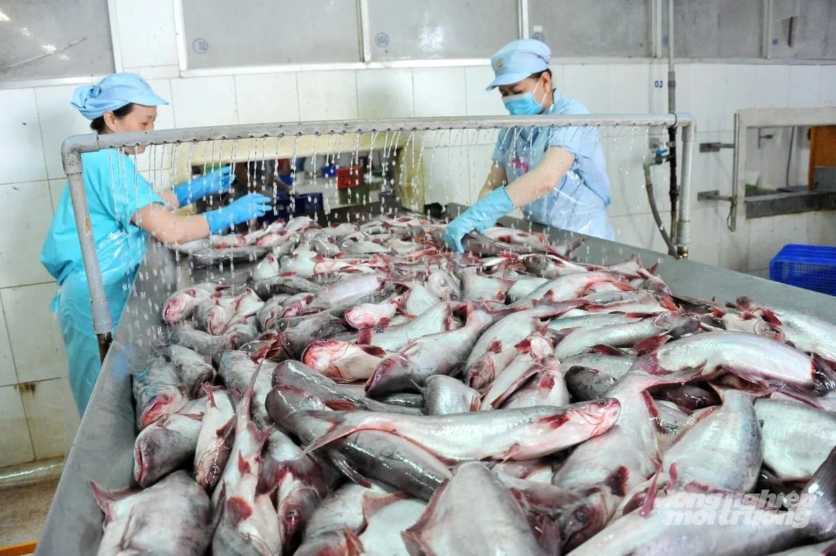Xuất khẩu cá tra đạt 1,3 tỷ USD, thị trường Trung Quốc bứt tốc