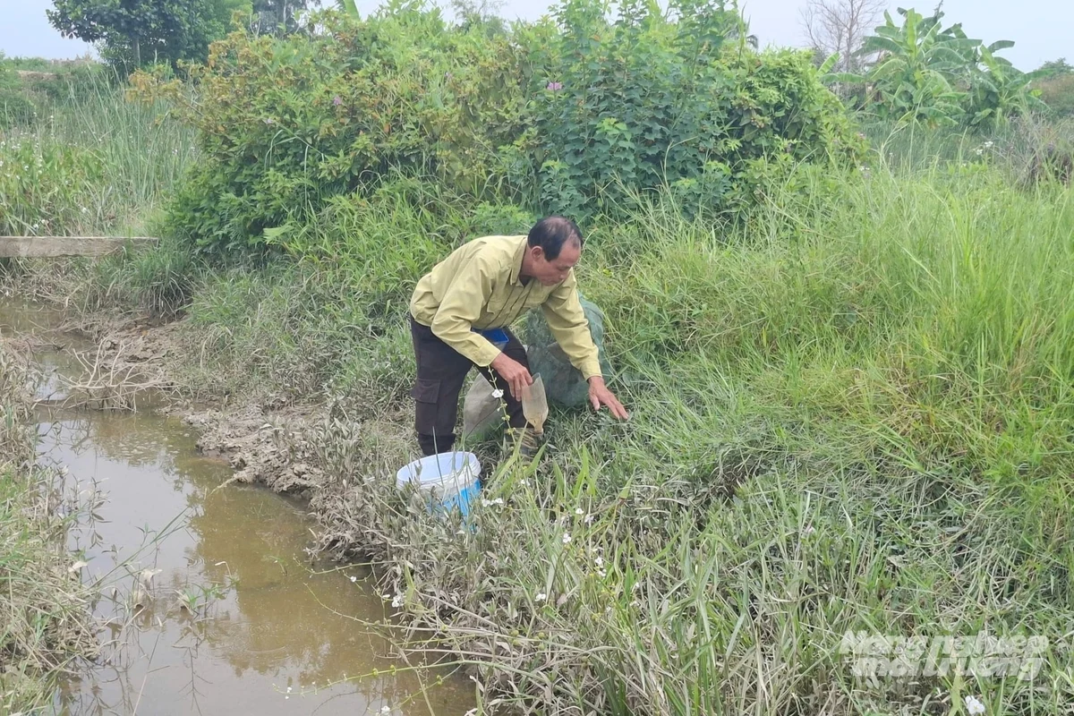 Dẫn nước từ sông, đón cáy về đồng, mỗi năm thu 200 triệu