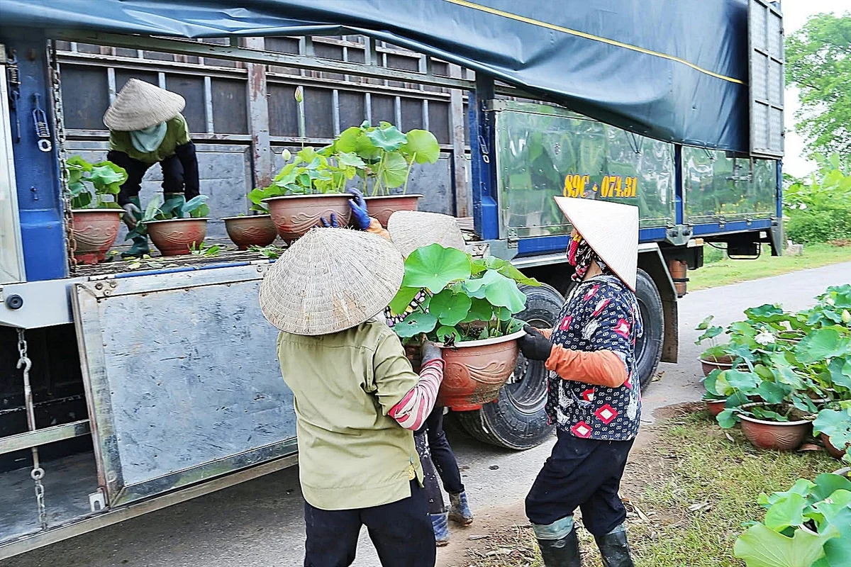 Kéo dài giá trị cây sen sau mỗi mùa hoa