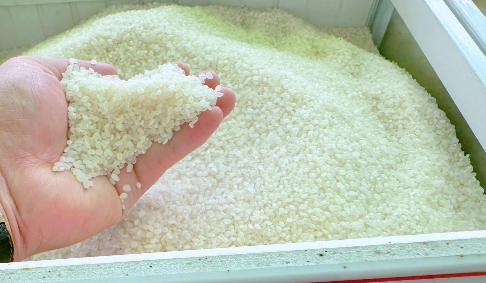 Giá lúa gạo hôm nay 30/8/2026: Thị trường ổn định trở lại