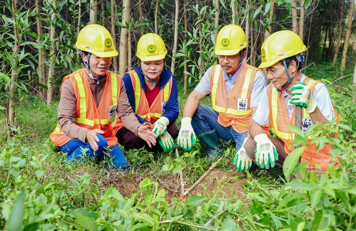 Nâng tầm giá trị rừng Trung Trường Sơn từ chứng chỉ FSC