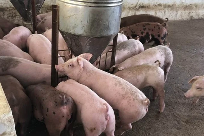 Giá heo hơi hôm nay 30/8/2026: Tuần này hồi phục nhẹ