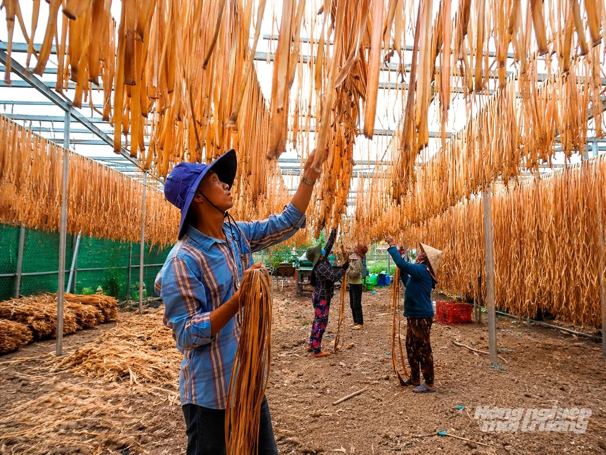Chuyện đời của cây chuối 'còn vương tơ lòng'