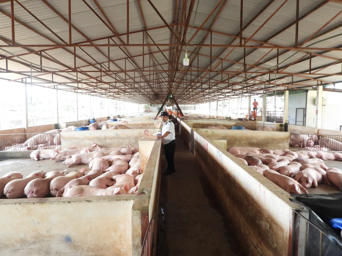 Số hóa nền chăn nuôi, mở lối cho nền nông nghiệp xanh