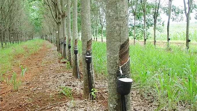 Giá cao su hôm nay 5/9/2026: Thị trường Nhật Bản hồi phục