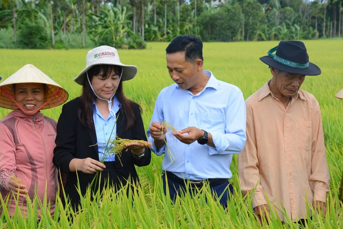 Năng suất bứt phá, bộ đôi Thiên ưu 8, VNR20 ‘thống lĩnh’ đồng đất miền Trung