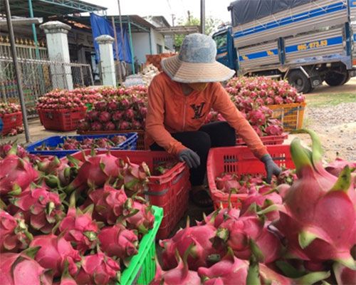 Giá thanh long sụt giảm còn 3.000 đồng/kg vì xe trái cây không được lên cửa khẩu