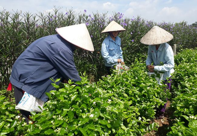 Loài hoa trắng muốt trồng 1 lần hái nụ suốt 10 năm, chiều chiều đi bán là có tiền triệu