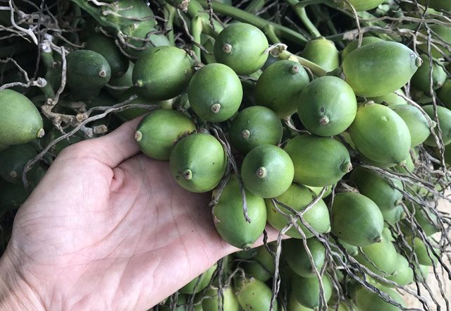 Thương lái lùng sục vào các thôn, xóm tìm mua cau tươi, dân Bình Thuận hái cau bán 65.000 đồng/kg