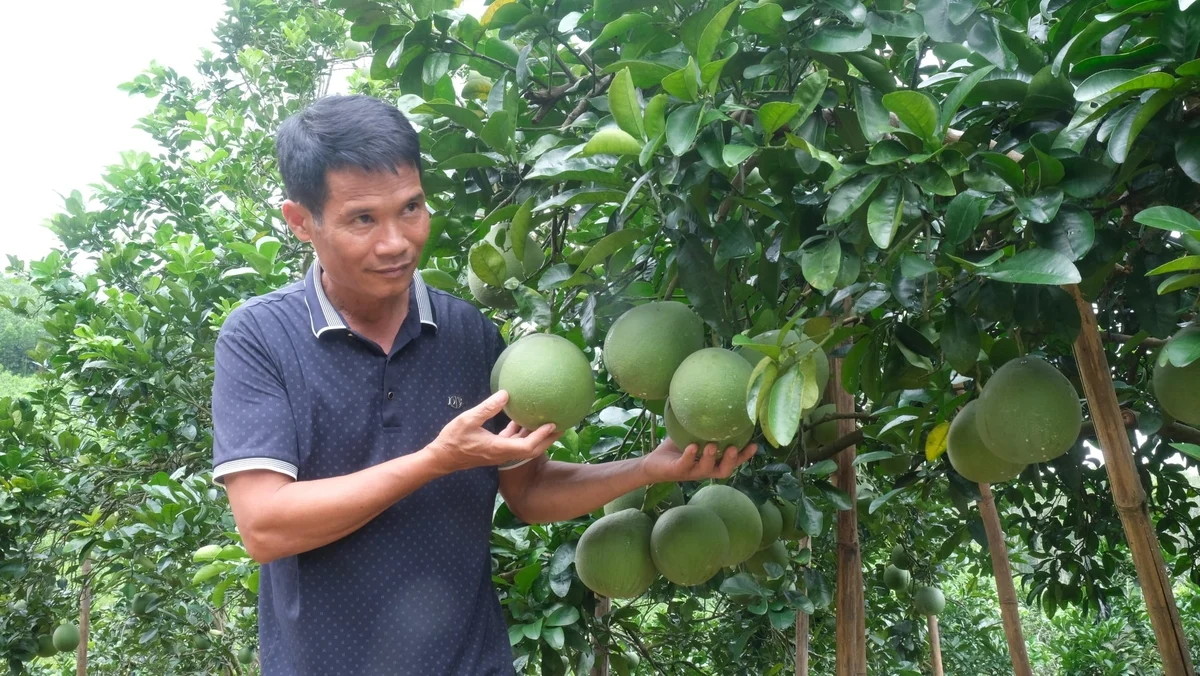 Nguyên nhân gây vàng lá, thối rễ ở cây có múi và cách xử lý