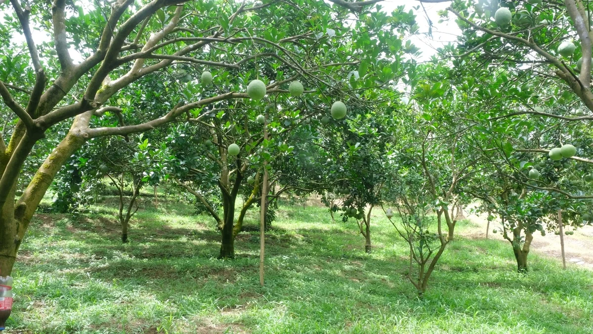 Cuộc tháo chạy khỏi đất vườn đồi xứ Mường: [Bài 3] Độc chiêu truyền dịch tiếp sức cho bưởi