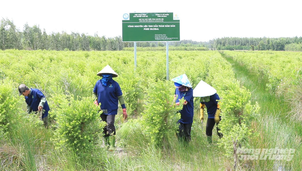 Tạo nhiều sản phẩm giá trị từ cây tràm nhờ không bỏ đi thứ gì