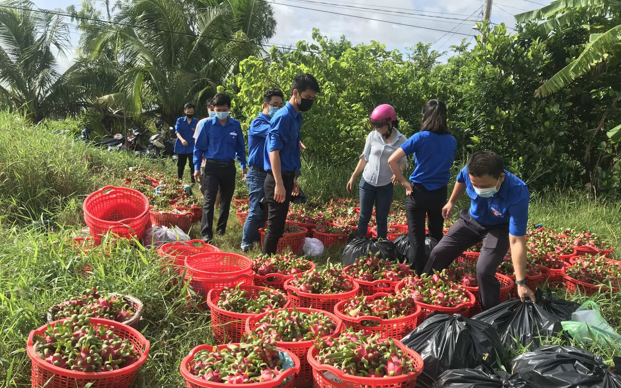 Trung Quốc lại tạm ngừng nhập khẩu, ngành chức năng Long An khuyến cáo điều gì với trái thanh long?