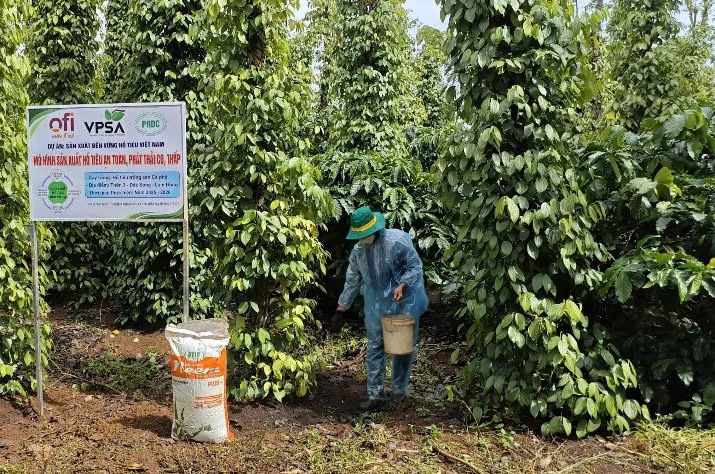 Canh tác hồ tiêu giảm phát thải: Lợi kinh tế, khỏe môi trường