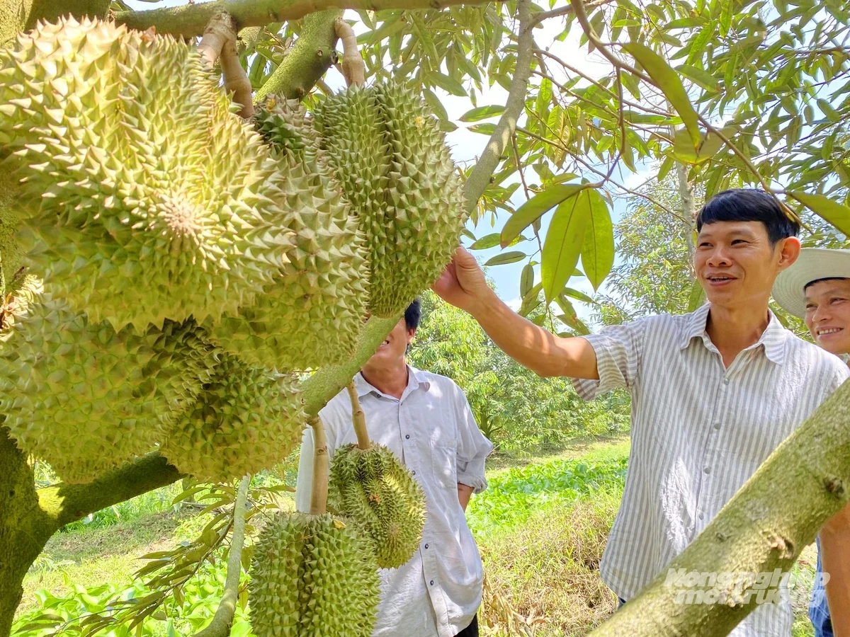 Hợp tác xã - 'ngôi nhà chung' của chuỗi sản xuất
