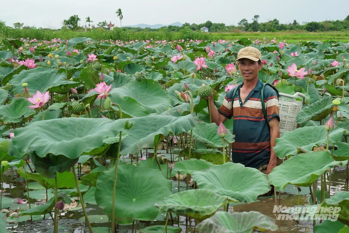 Chuyển ruộng trũng sang trồng sen kết hợp nuôi cá, nhiều hộ khá lên