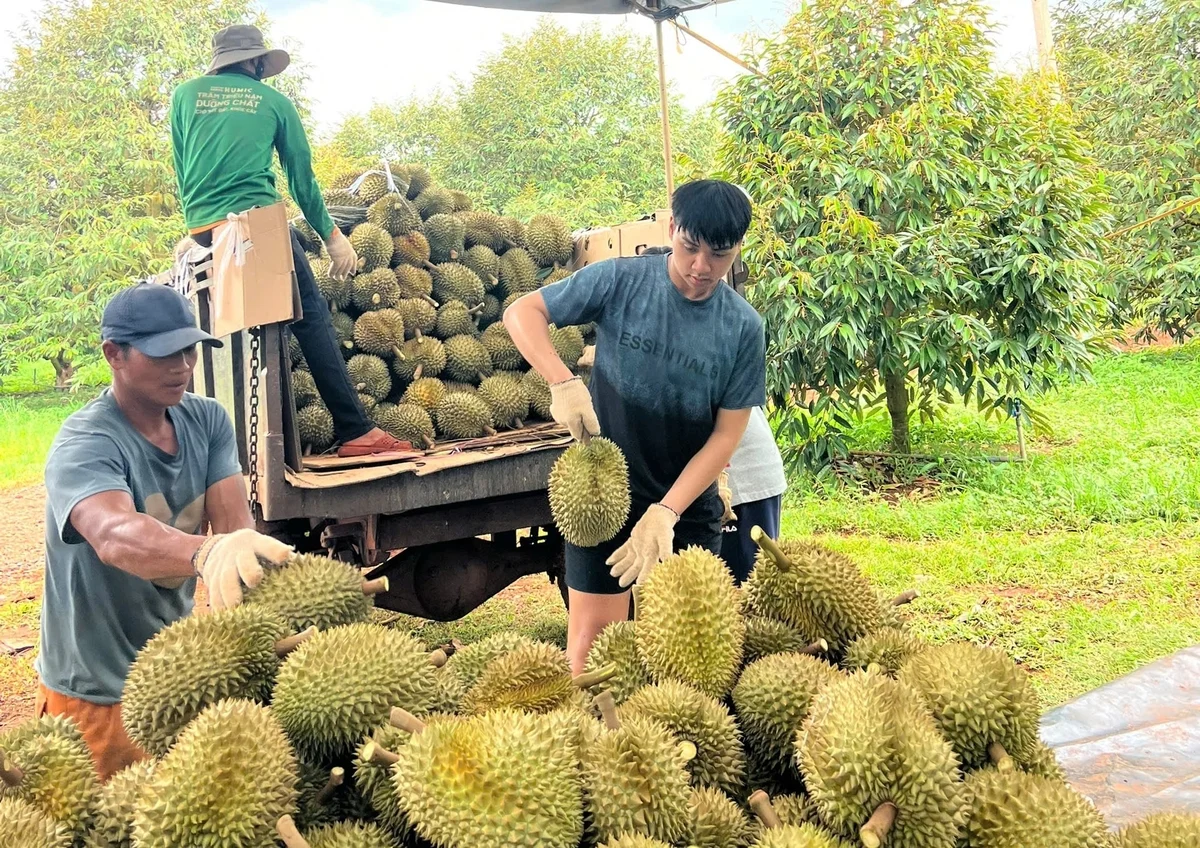 Nguồn cung thu hẹp, giá sầu riêng tăng trở lại